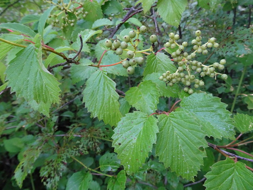 Viburnum recognitum (northern arrowwood)