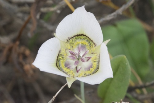 Calochortus gunnisonii (Gunnison's Mariposa Lily) (alternate view 4)