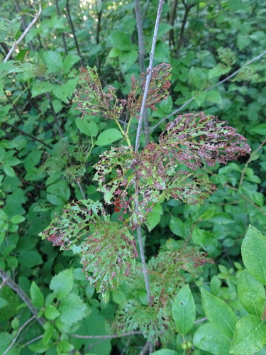 Viburnum recognitum (northern arrowwood) (alternate view 2)