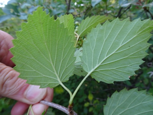 Viburnum recognitum (northern arrowwood) (alternate view 3)