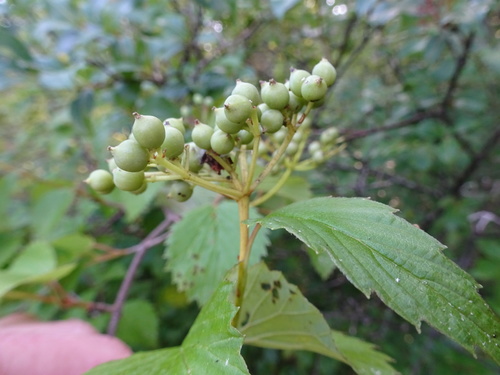 Viburnum recognitum (northern arrowwood) (alternate view 4)