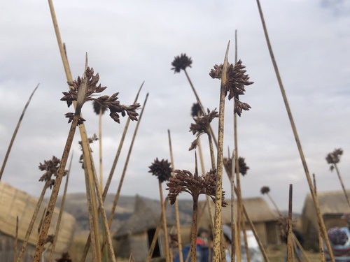 Schoenoplectus californicus (California bulrush) (alternate view 4)