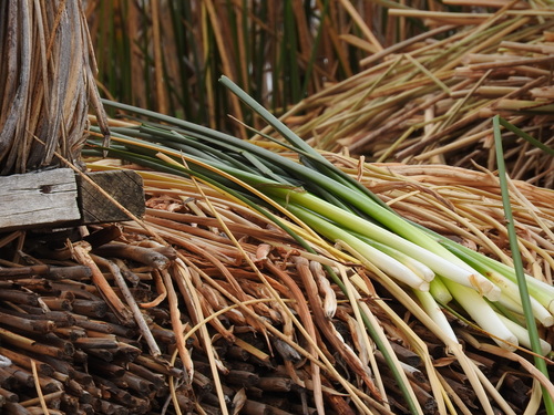 Schoenoplectus californicus (California bulrush) (alternate view 5)