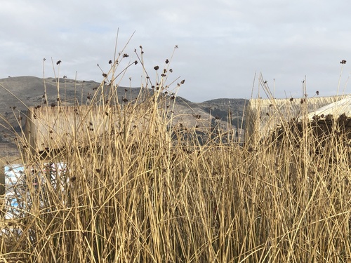 Schoenoplectus californicus (California bulrush) (alternate view 3)