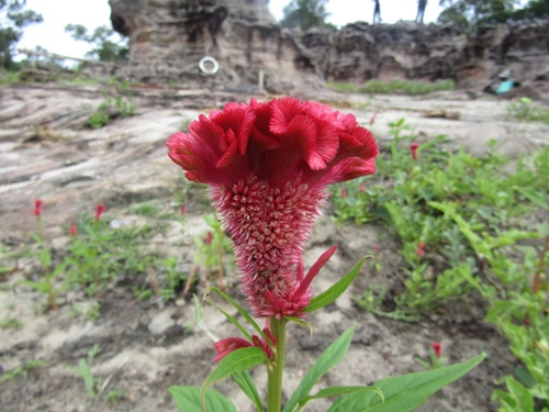 Celosia argentea (Cockscomb)