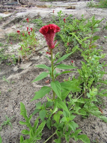Celosia argentea (Cockscomb)