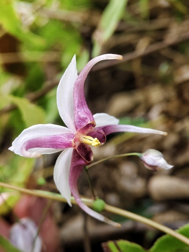 Epimedium acuminatum (Pointed-leaved Barrenwort) (alternate view 5)