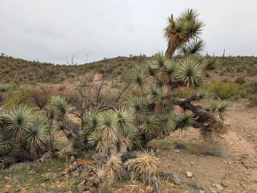 Yucca jaegeriana (Eastern Joshua tree) (alternate view 3)