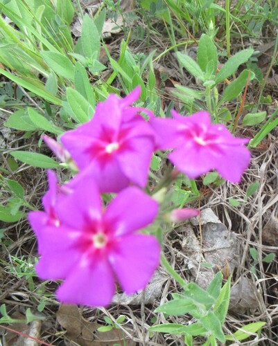 Phlox drummondii (Drummond's phlox) (alternate view 5)