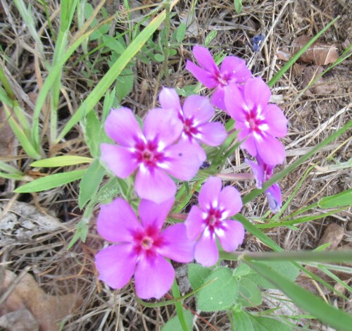 Phlox drummondii (Drummond's phlox) (alternate view 4)