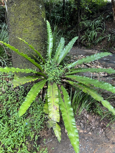 Asplenium australasicum (Bird's nest fern) (alternate view 9)