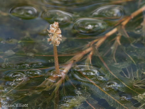 Potamogeton (Pondweeds) (alternate view 6)