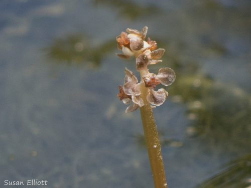 Potamogeton (Pondweeds) (alternate view 7)