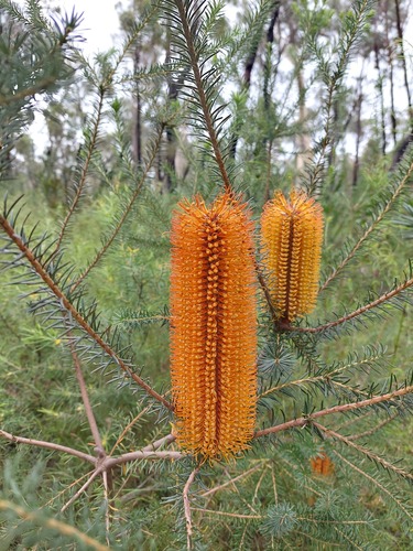 Banksia ericifolia (Heath-leaved banksia) (alternate view 9)