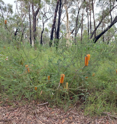 Banksia ericifolia (Heath-leaved banksia) (alternate view 10)