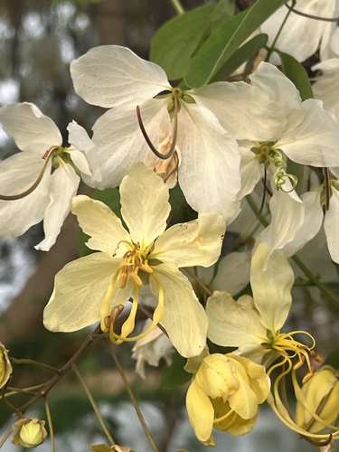 Cassia × nealiae (rainbow shower tree)