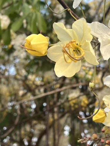 Cassia × nealiae (rainbow shower tree) (alternate view 2)