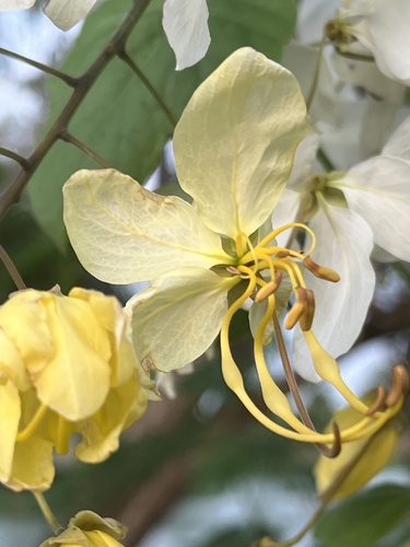 Cassia × nealiae (rainbow shower tree) (alternate view 3)