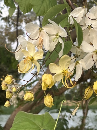 Cassia × nealiae (rainbow shower tree) (alternate view 4)