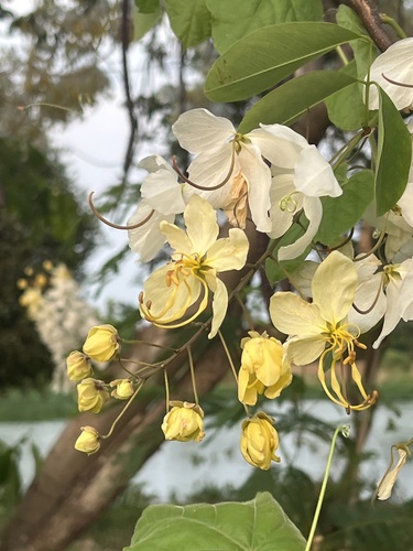 Cassia × nealiae (rainbow shower tree) (alternate view 5)