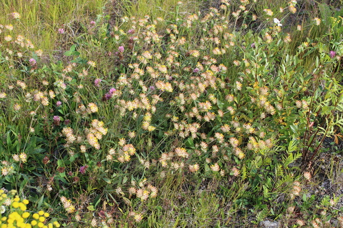 Anthyllis vulneraria (Common Kidney-Vetch)
