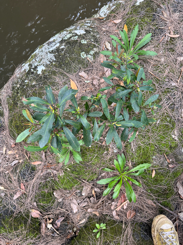Tristaniopsis laurina (Water Gum) (alternate view 5)