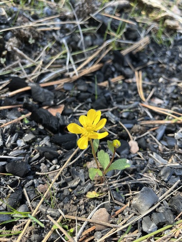 Ranunculus glaberrimus (sagebrush buttercup) (alternate view 8)