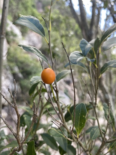 Drypetes deplanchei (Yellow Tulipwood) (alternate view 2)