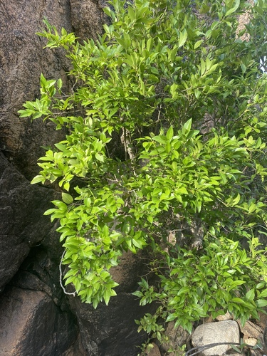 Drypetes deplanchei (Yellow Tulipwood) (alternate view 3)