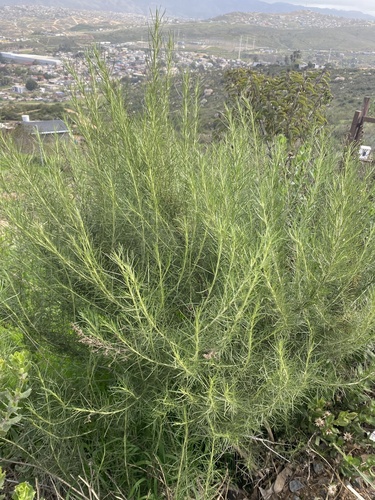 Artemisia californica (California sagebrush)