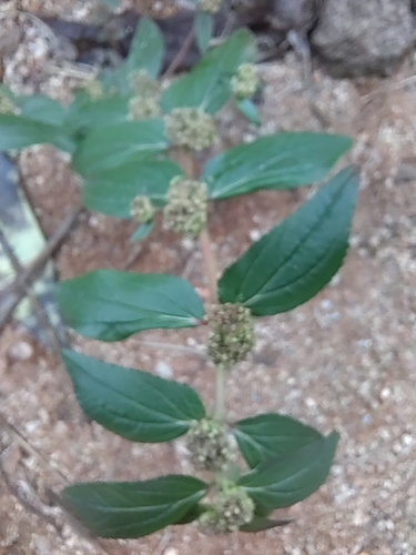 Euphorbia hirta (Asthma Plant)