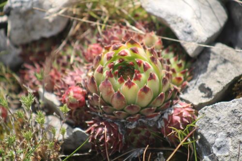 Sempervivum calcareum (alternate view 8)