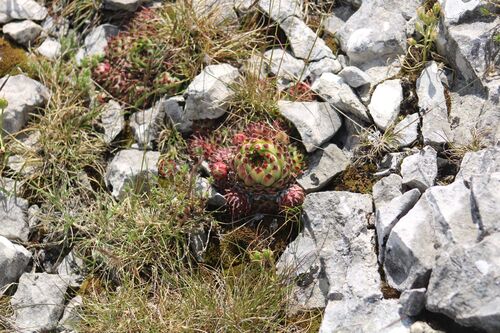 Sempervivum calcareum (alternate view 9)