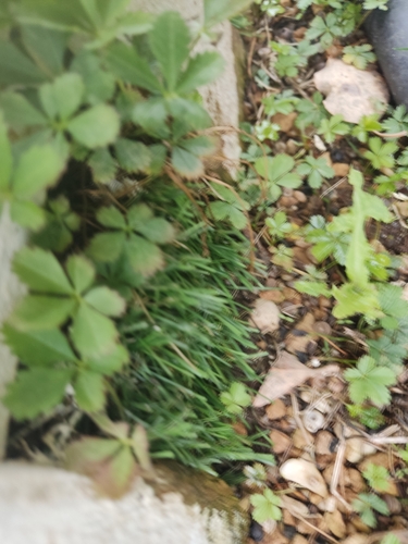 Potentilla reptans (Creeping cinquefoil)