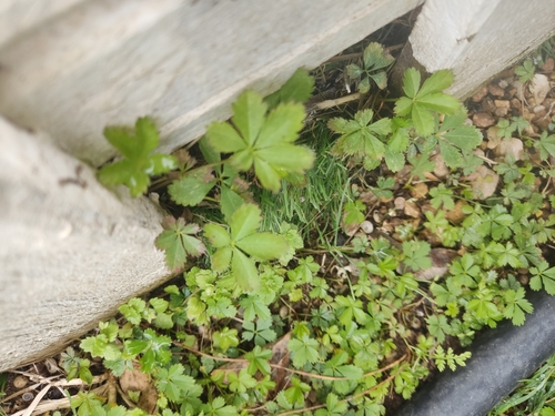 Potentilla reptans (Creeping cinquefoil)