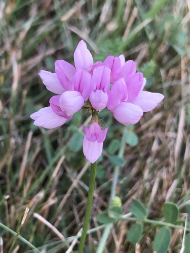 Securigera varia (purple crownvetch)