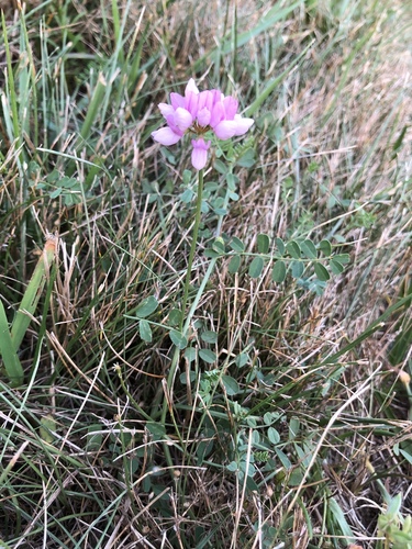 Securigera varia (purple crownvetch)