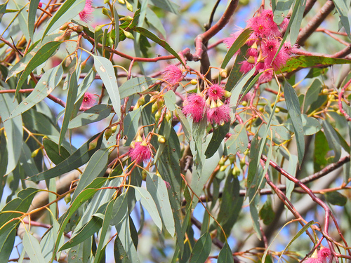 Eucalyptus sideroxylon (Red Ironbark) (alternate view 6)