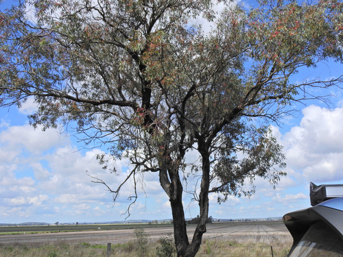 Eucalyptus sideroxylon (Red Ironbark) (alternate view 7)