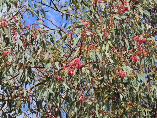 Eucalyptus sideroxylon (Red Ironbark) (alternate view 8)