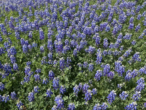 Lupinus nanus (Sky Lupine) (alternate view 5)