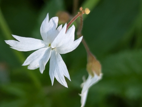 Lithophragma affine (San Francisco woodland-star) (alternate view 3)