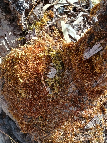 Sematophyllum homomallum (Bronze Moss) (alternate view 3)