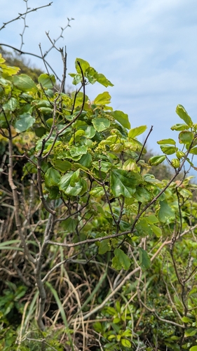 Acer buergerianum (Trident Maple) (alternate view 4)