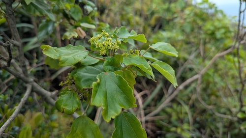 Acer buergerianum (Trident Maple) (alternate view 5)