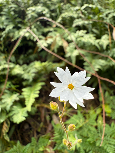 Lithophragma affine (San Francisco woodland-star)