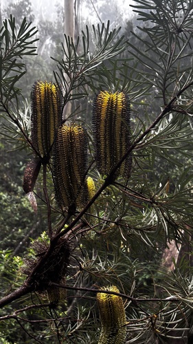 Banksia cunninghamii (alternate view 3)