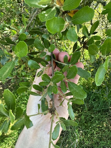 Quercus × acutidens (Torrey's Hybrid Oak) (alternate view 6)