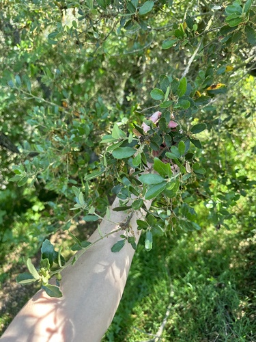 Quercus × acutidens (Torrey's Hybrid Oak) (alternate view 8)