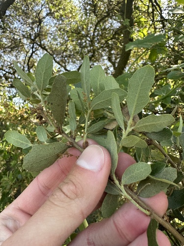 Quercus × acutidens (Torrey's Hybrid Oak) (alternate view 7)